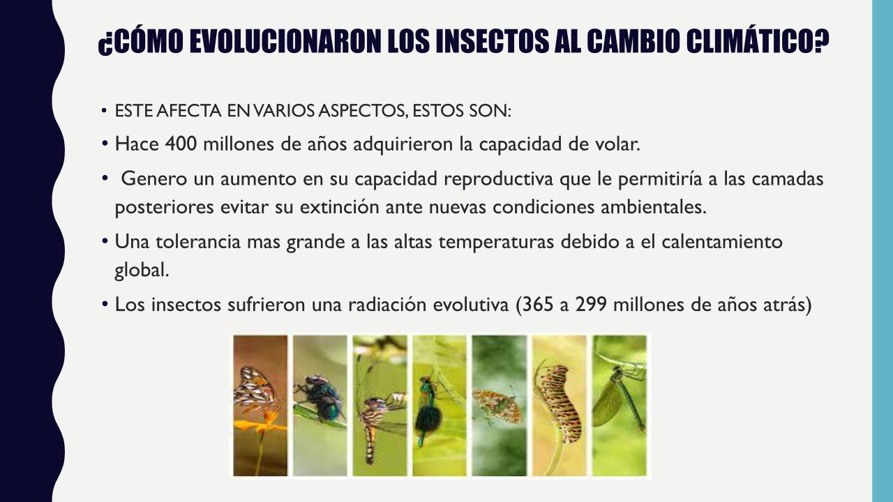LA evolución de los insectos.pptx (2)